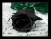Схема вышивки «Троянда»