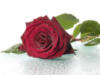 Схема вышивки «Роза любимая»