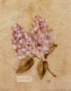 Схема вышивки «Lilac»