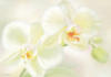 Схема вышивки «Orchid»