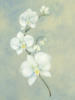 Схема вышивки «Orchid»