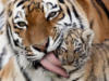Тигрёнок и тигрица: оригинал