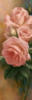 Схема вышивки «Roses»