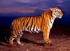 Тигр на закате: оригинал