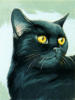 Чёрный кот: оригинал