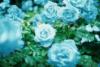 Схема вышивки «Голубые розы»
