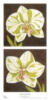 Схема вышивки «Orchids»
