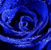 Схема вышивки «Синяя роза   подушка»