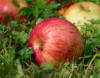 Схема вышивки «Яблоки в траве»