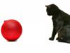 Черный кот и красный шар: оригинал