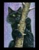 Схема вышивки «Кот на дереве»