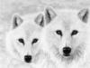 Схема вышивки «Белые волки»