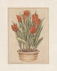 Схема вышивки «Tulips»