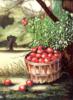 Схема вышивки «Урожай яблок»