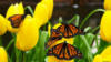 Схема вышивки «Бабочки на цветах»