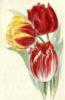 Схема вышивки &laquo;Тюльпаны&raquo;
