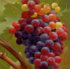 Схема вышивки «Кисть винограда»