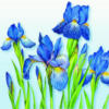 Схема вышивки «синие цветы»