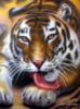 Схема вышивки &laquo;Тигр&raquo;