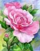 Схема вышивки &laquo;Роза&raquo;