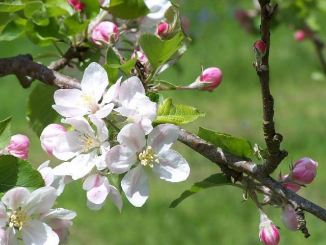 , цветы, весна, природа, яблоня, сады