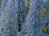 Схема вышивки «Лес под снегом»