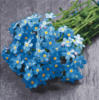 синие цветы: оригинал
