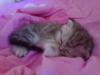 Схема вышивки «Котенок спит»