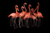 Схема вышивки «Танец фламинго»