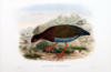 Схема вышивки «Джон Гульд. Птицы Новой Гвинеи»