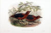 Схема вышивки «Джон Гульд. Птицы Новой Гвинеи»