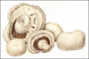 Схема вышивки «Mushrooms»