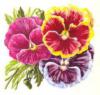 Схема вышивки «Виолы нежные цветы»