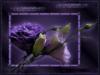 Схема вышивки «Цветы в лиловых тонах»