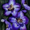 Blue flowers: оригинал