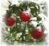 Яблоки под снегом: оригинал