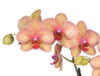 Схема вышивки «Орхидея 3 »