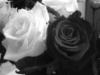 Розы (черно-белые картинки): оригинал