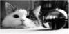 Кот и шарик(черно-белые картин): оригинал