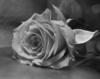 Роза (черно-белые картинки): оригинал