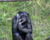 Бонобо: оригинал