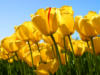 Желтые тюльпаны!: оригинал