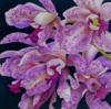 Схема вышивки «Orchidspotlarge»