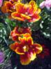 Махровые тюльпаны: оригинал