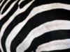 Схема вышивки «Подушка зебра»