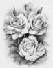 Схема вышивки «Рисованные розы»