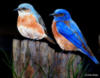 Схема вышивки «Blue birds»