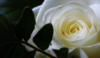 Схема вышивки «Белая роза 1»