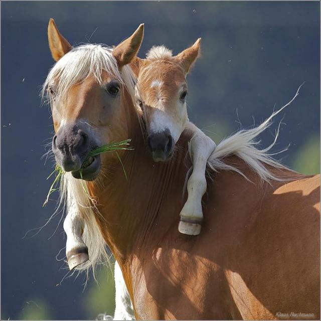 С мамой, жеребёнок, лошадь