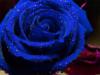 Схема вышивки «Роза Синяя»